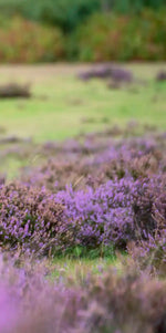 Highland Cow Paradise Wall Art