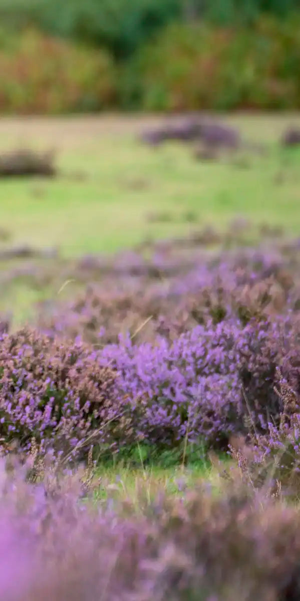 Highland Cow Paradise Wall Art