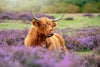 Highland Cow Paradise Wall Art
