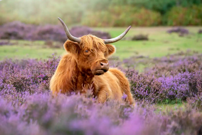 Highland Cow Paradise Wall Art