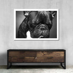 Melancholic French Bulldog Wall Art