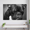 Melancholic French Bulldog Wall Art