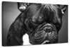 Melancholic French Bulldog Wall Art