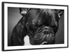 Melancholic French Bulldog Wall Art