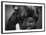 Melancholic French Bulldog Wall Art