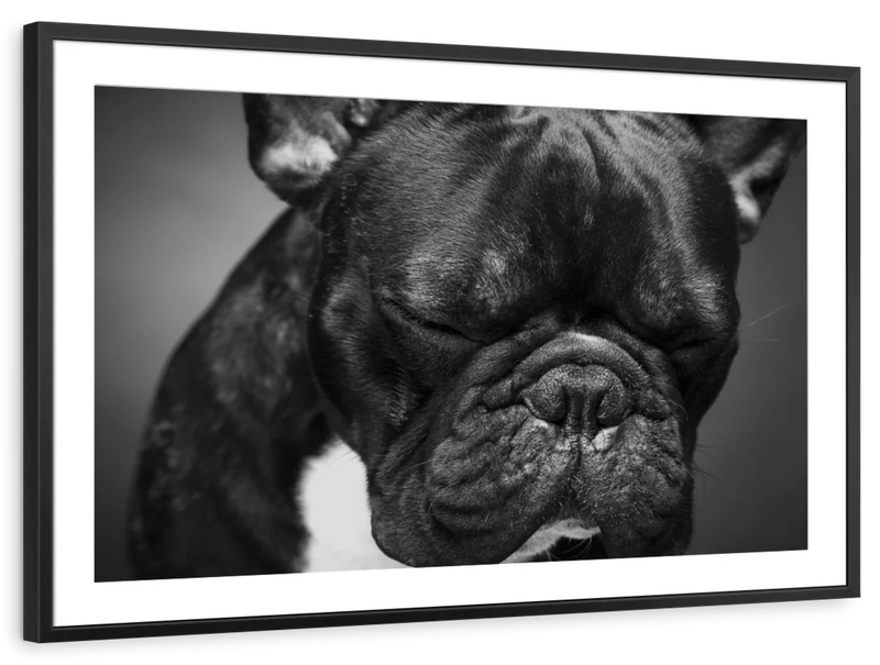 Melancholic French Bulldog Wall Art
