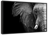 Wise Elephant Wall Art