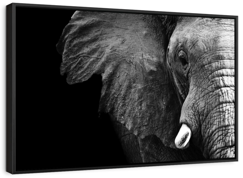 Wise Elephant Wall Art