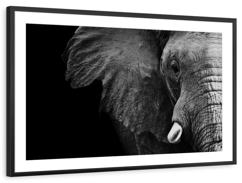 Wise Elephant Wall Art