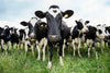 Holstein Cows Wall Art