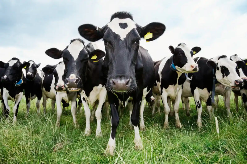 Holstein Cows Wall Art