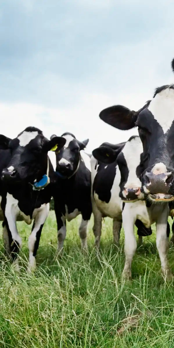Holstein Cows Wall Art