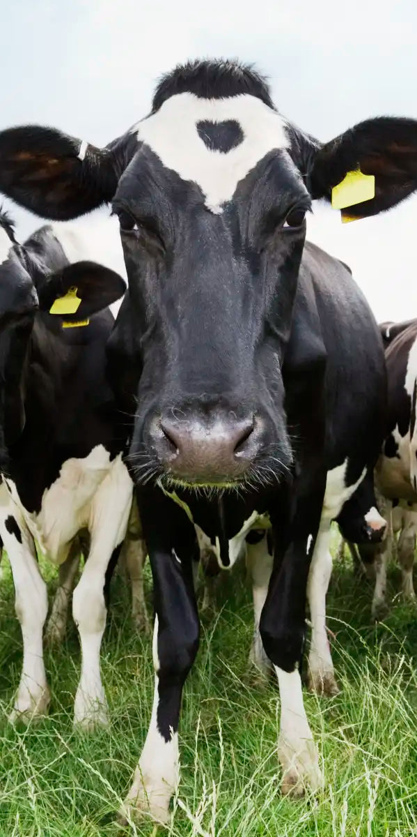 Holstein Cows Wall Art