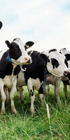 Holstein Cows Wall Art