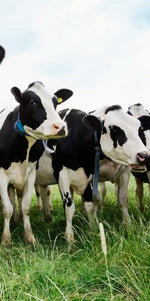 Holstein Cows Wall Art