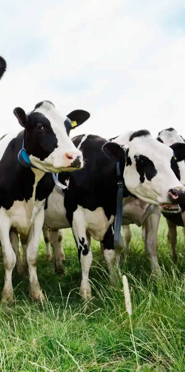 Holstein Cows Wall Art