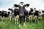 Holstein Cows Wall Art