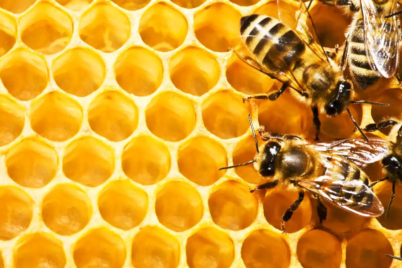 Honey Bee Hive Wall Art