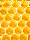 Honey Bee Hive Wall Art