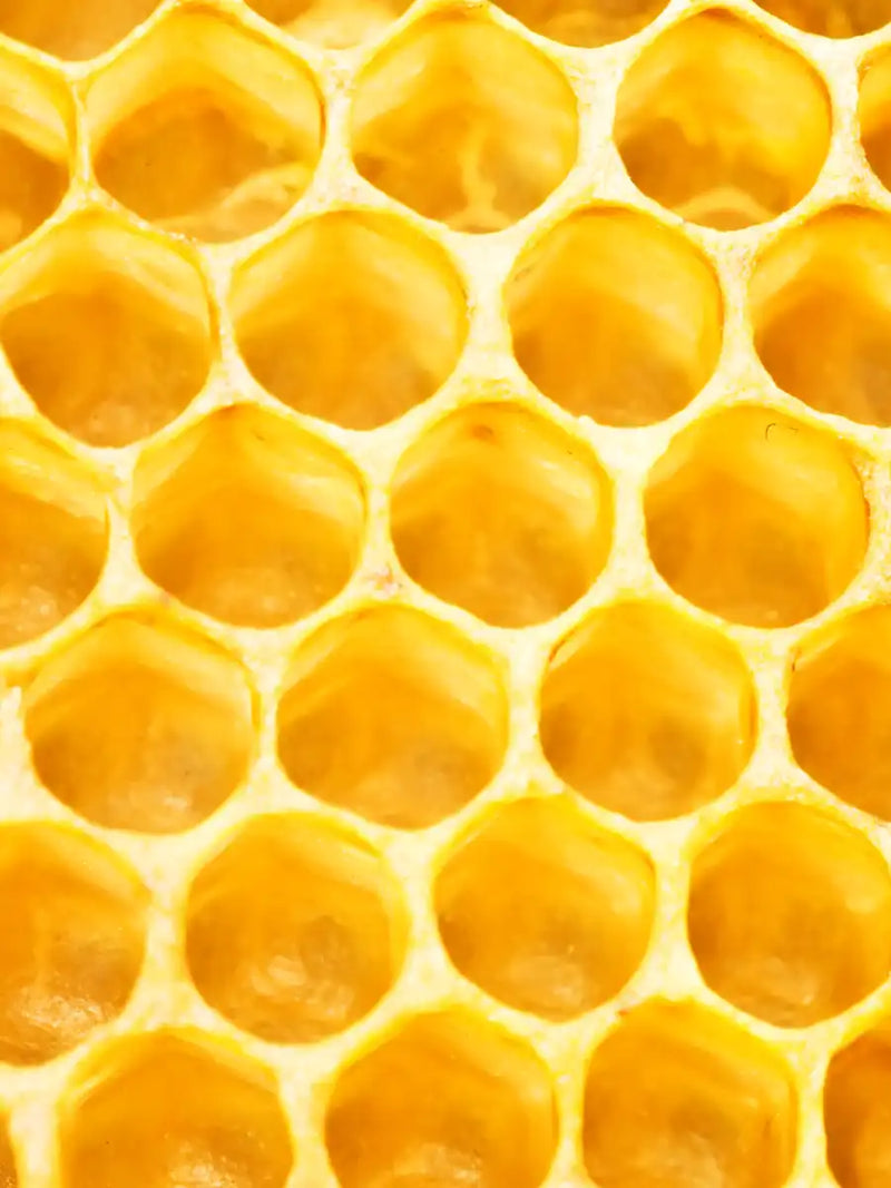 Honey Bee Hive Wall Art
