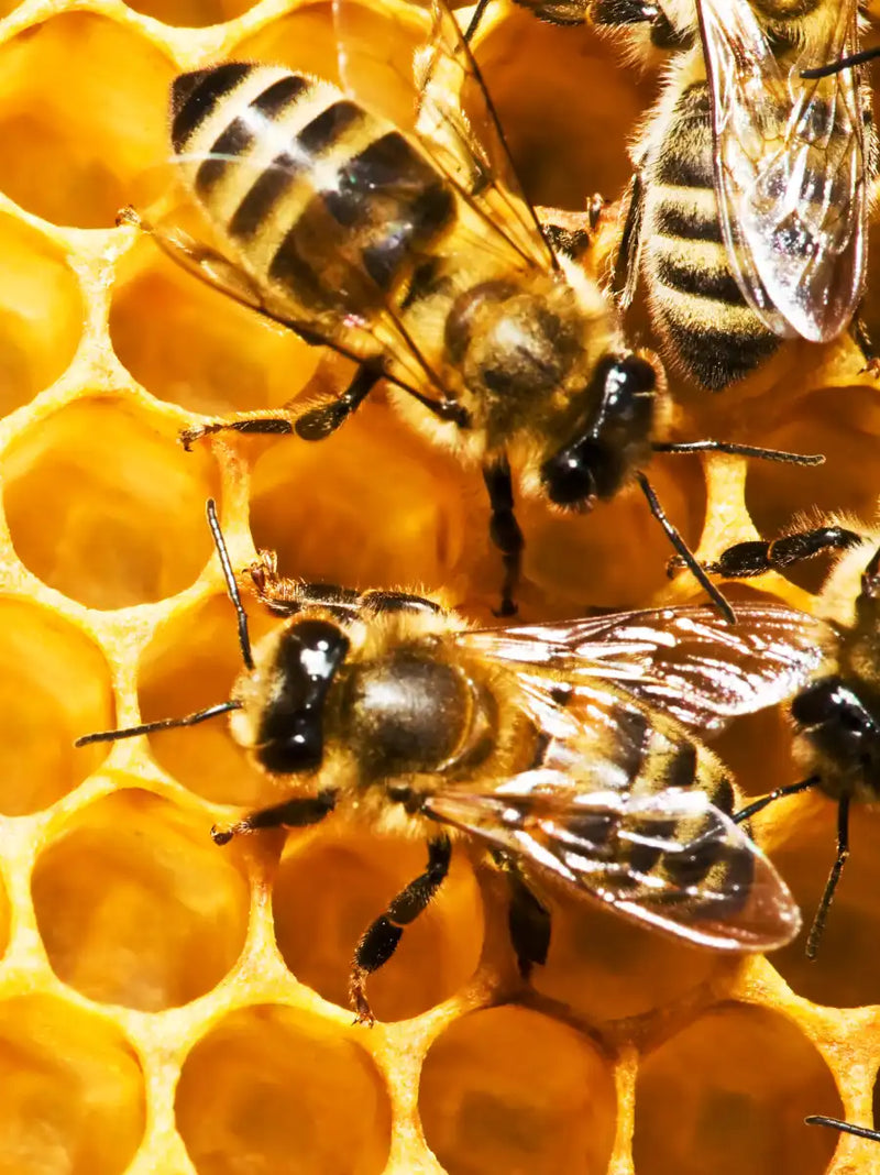 Honey Bee Hive Wall Art