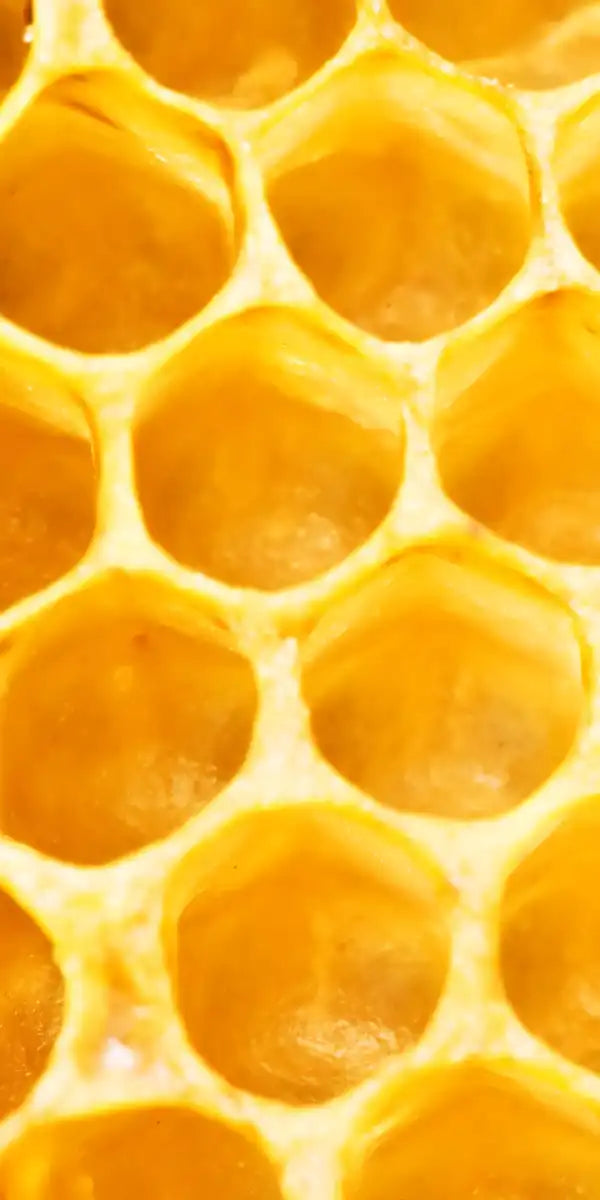 Honey Bee Hive Wall Art