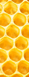 Honey Bee Hive Wall Art