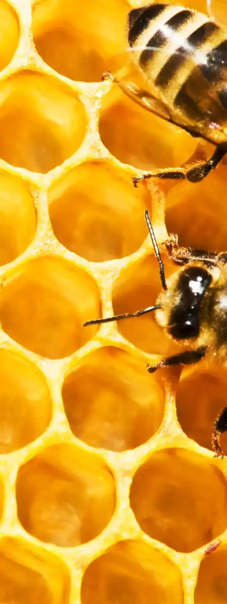 Honey Bee Hive Wall Art