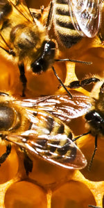 Honey Bee Hive Wall Art