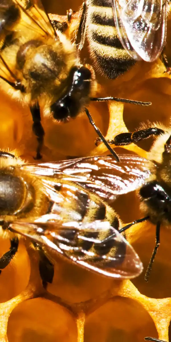 Honey Bee Hive Wall Art