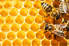 Honey Bee Hive Wall Art