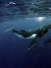 Humpback Whales Wall Art