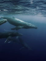 Humpback Whales Wall Art