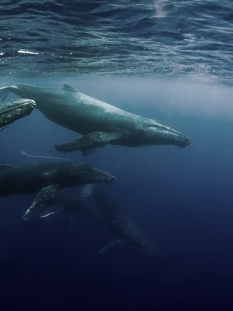 Humpback Whales Wall Art