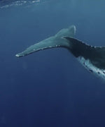 Humpback Whales Wall Art
