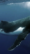 Humpback Whales Wall Art