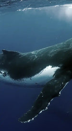 Humpback Whales Wall Art