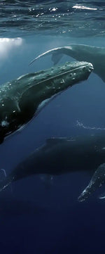 Humpback Whales Wall Art