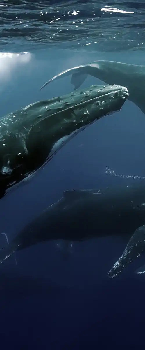 Humpback Whales Wall Art