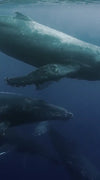 Humpback Whales Wall Art