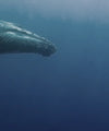 Humpback Whales Wall Art