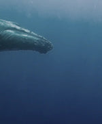 Humpback Whales Wall Art