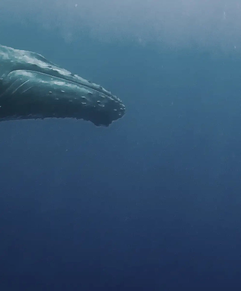 Humpback Whales Wall Art