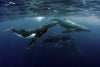 Humpback Whales Wall Art