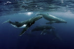 Humpback Whales Wall Art