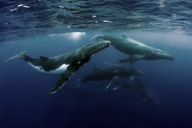 Humpback Whales Wall Art