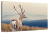 Mountain Sika Deer Wall Art