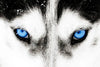 Husky's Eyes Wall Art
