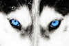 Husky's Eyes Wall Art