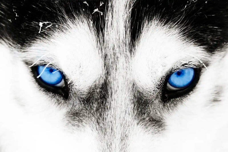 Husky's Eyes Wall Art